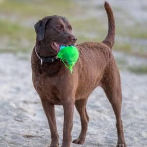 Meet your Posher, Liz